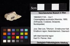 Foto (Objket + Etiketten) von Cracensigillatus acutirostris (Moericke, 1889) 